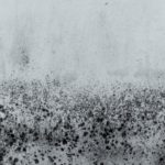 Mould spores on concrete