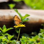 Butterfly on yellow flower in woods
