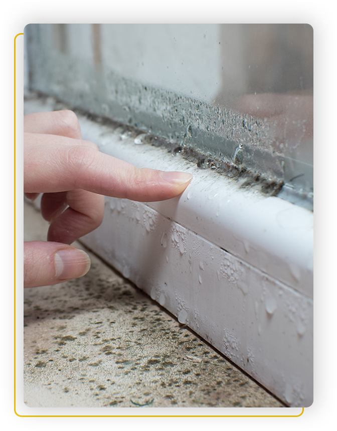 mould remediation services in hamilton