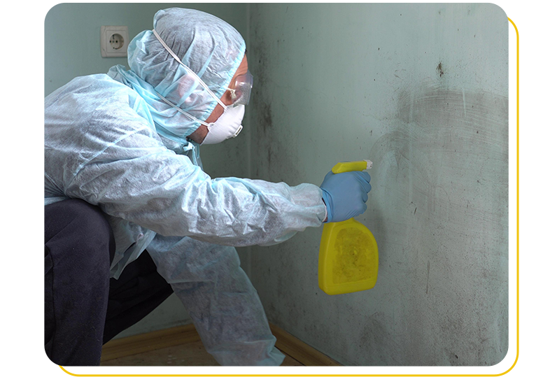 mould removal hamilton