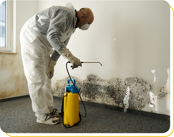 mould remediation service providers in burlington
