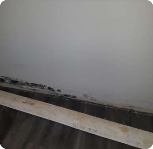 Mould Remediation