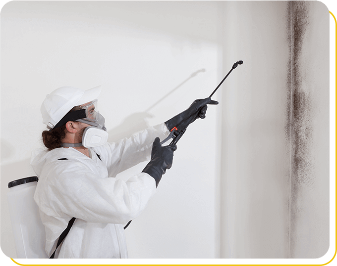 mould removal company brampton