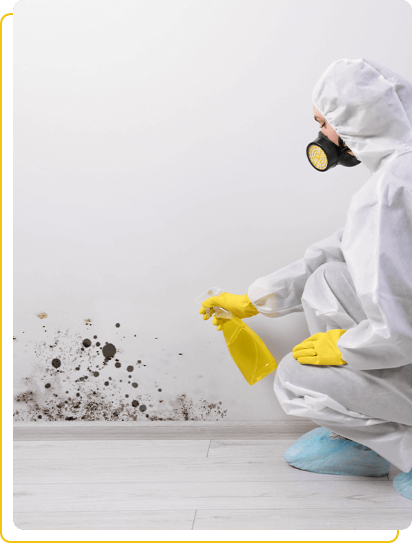 mould removal services brampton